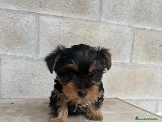 Yorkshire Terrier perros Cachorro macho Yorkshire terrier - Anuncio 5