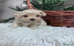 Maltipoo perros en venta: MALTIPOO MACHO - Anuncio 4