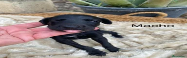 Galgo Español 1