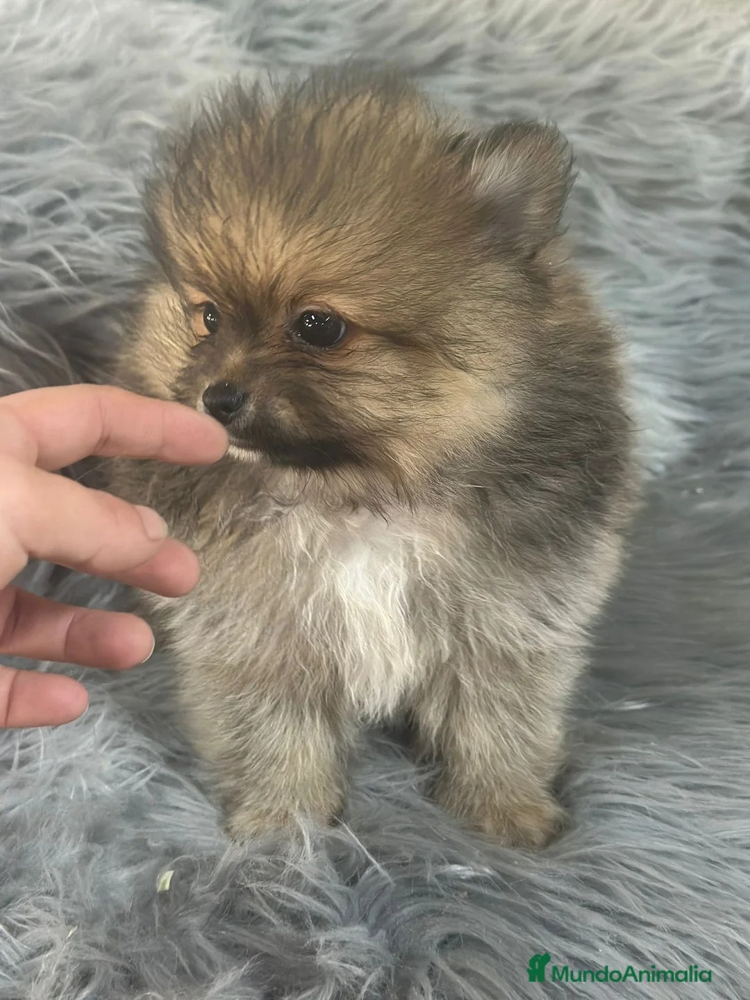 Pomerania perros en venta: Pomerania sable Toy  - Anuncio 5
