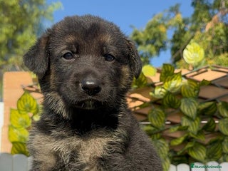 Pastor Alemán perros - Anuncio 4
