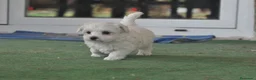 Bichón Maltés perros en venta: Preciosos cachorros  - Anuncio 3