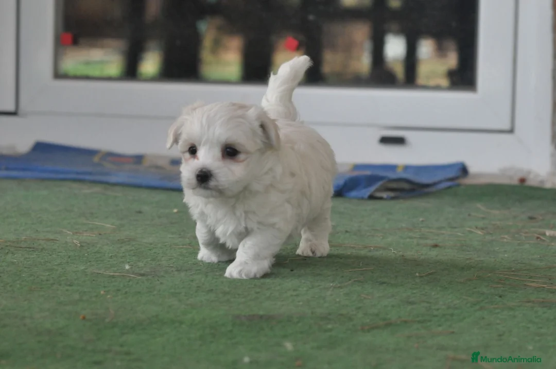 Bichón Maltés perros en venta: Preciosos cachorros  - Anuncio 3