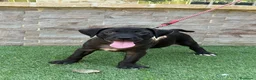 American Pit Bull Terrier perros en venta: Cachorra auténtica APBT - Anuncio 8