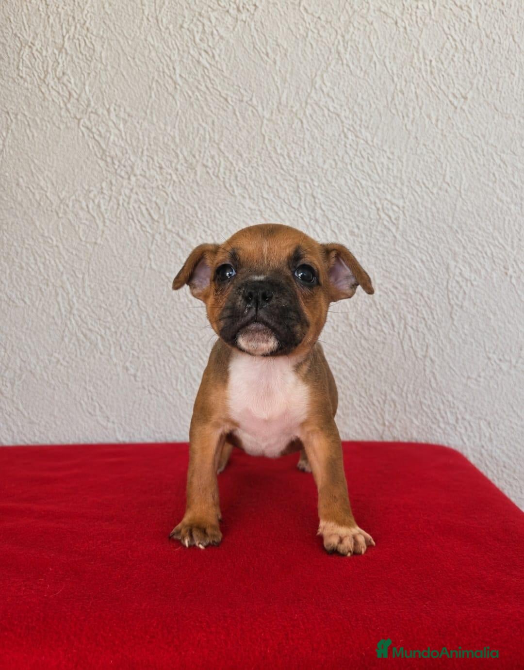 Staffordshire Bull Terrier perros Staffordshire Bull terrier - Anuncio 1