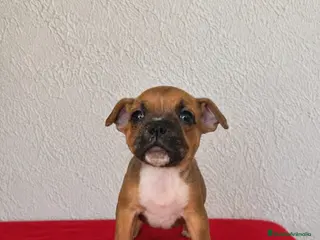 Staffordshire Bull Terrier perros Staffordshire Bull terrier - Anuncio 1