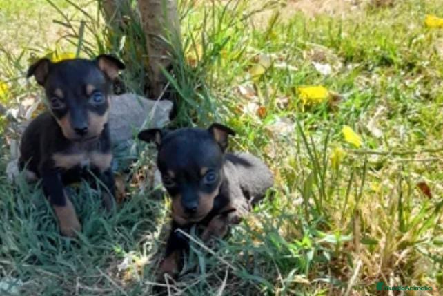 Pinscher Miniatura perros Pincher miniatura - Anuncio 3