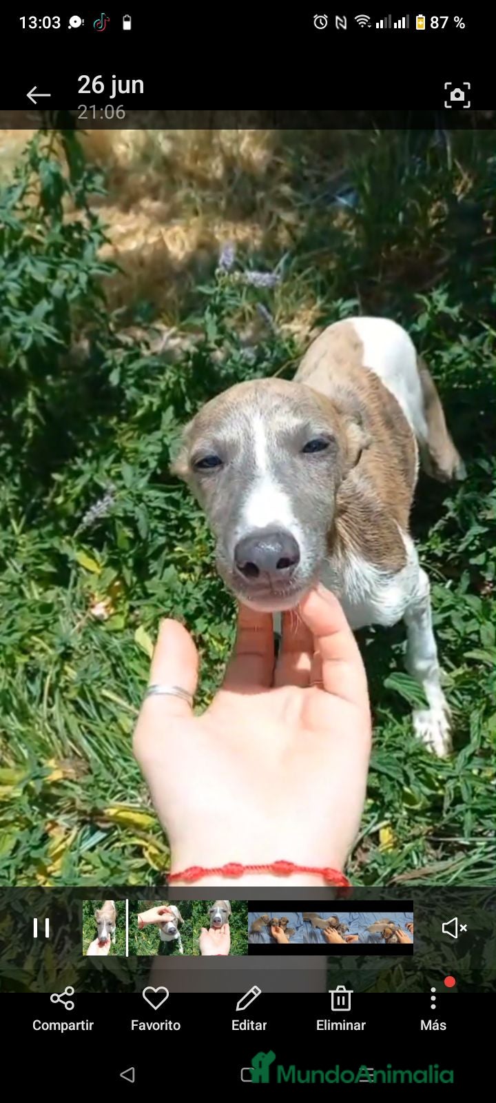 Raza Mixta perros Macho de whipper con picolo  - Anuncio 22