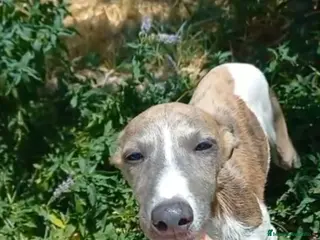 Raza Mixta perros Macho de whipper con picolo - Anuncio 5