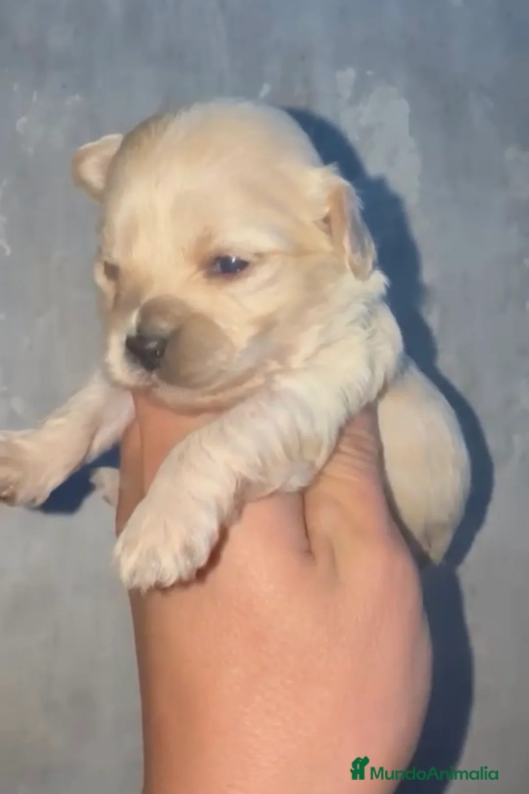 Maltipoo perros en venta: Disponibles preciosos maltipoo para reservar  en Málaga - Anuncio 2