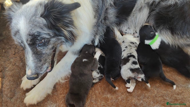 Border Collie perros Cachorros Border Collie listos para entregar - Anuncio 1