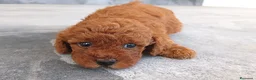 Caniche Toy perros en venta: Caniche toy y enano  - Anuncio 3