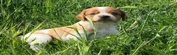 Épagneul Breton perros en venta: Epagneul bretón  - Anuncio 2