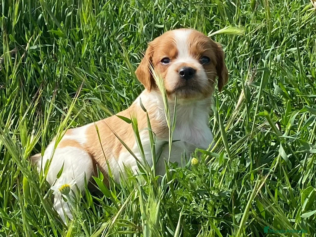 Épagneul Breton perros en venta: Epagneul bretón  - Anuncio 2