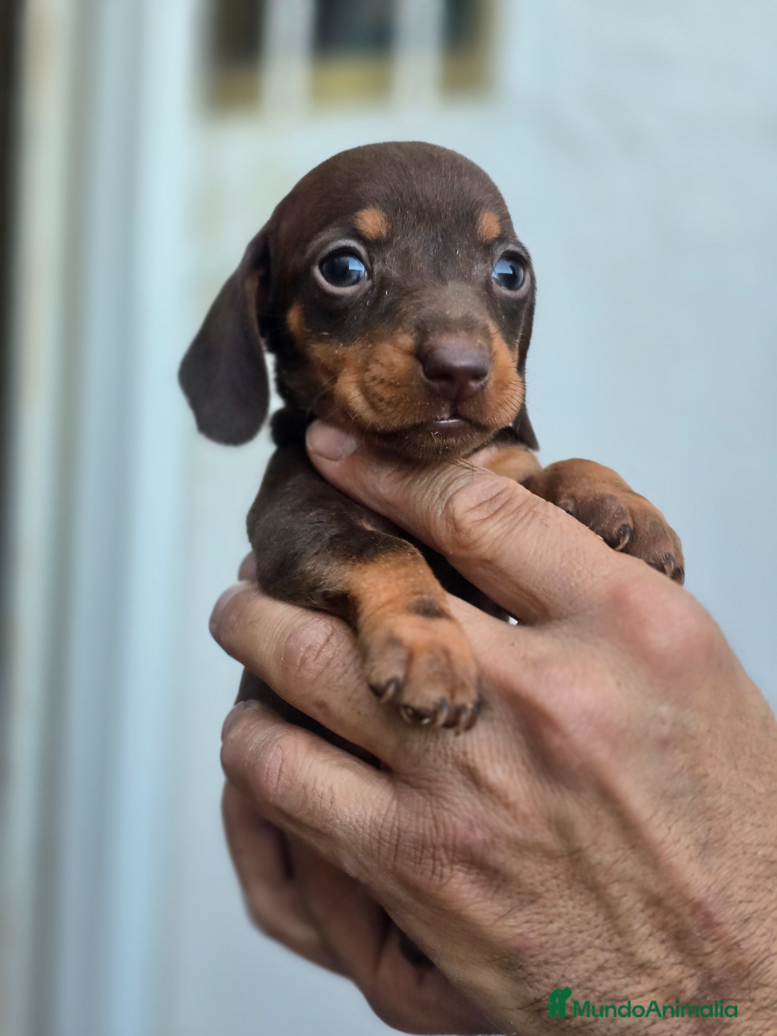 Teckel Miniatura perros en venta: Teckel chocolate preciosos - Anuncio 3
