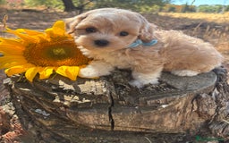 Maltipoo perros en venta: Maltipoo fotos actuales de los cachorros!! - Imagen 12