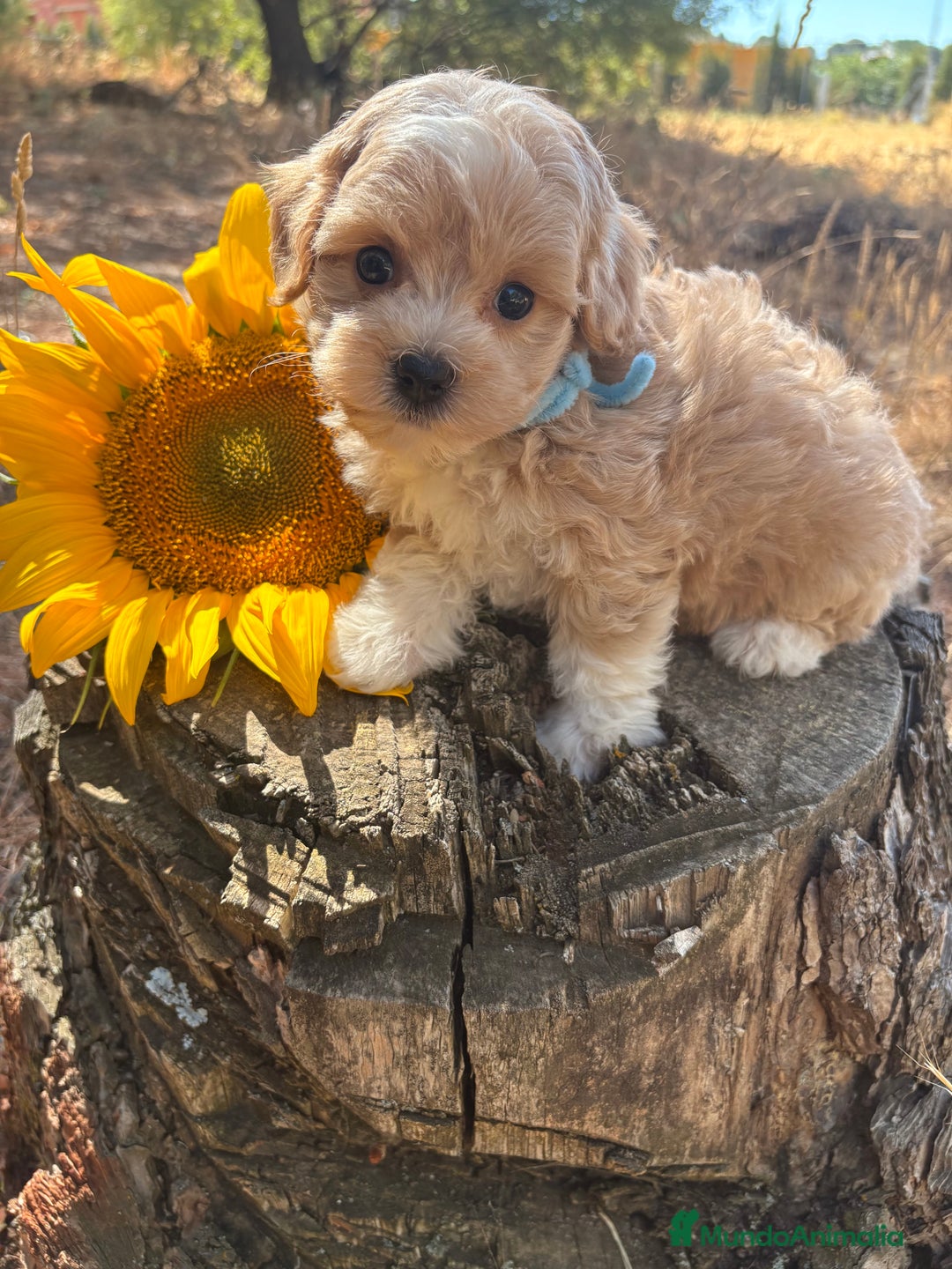 Maltipoo perros en venta: Maltipoo fotos actuales de los cachorros!! - Imagen 12
