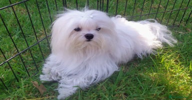 Bichón Maltés perros - Anuncio 9
