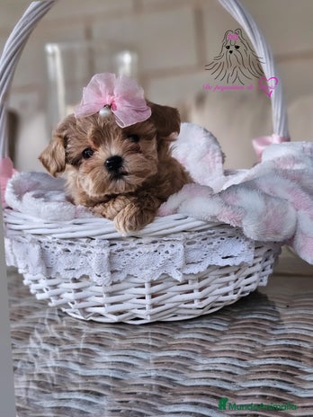 Maltipoo perros MALTIPOO ASIÁTICO MINIATURA - Anuncio 1