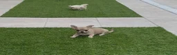 Chihuahua perros en venta: Princesita chihuahua lilac - Anuncio 2