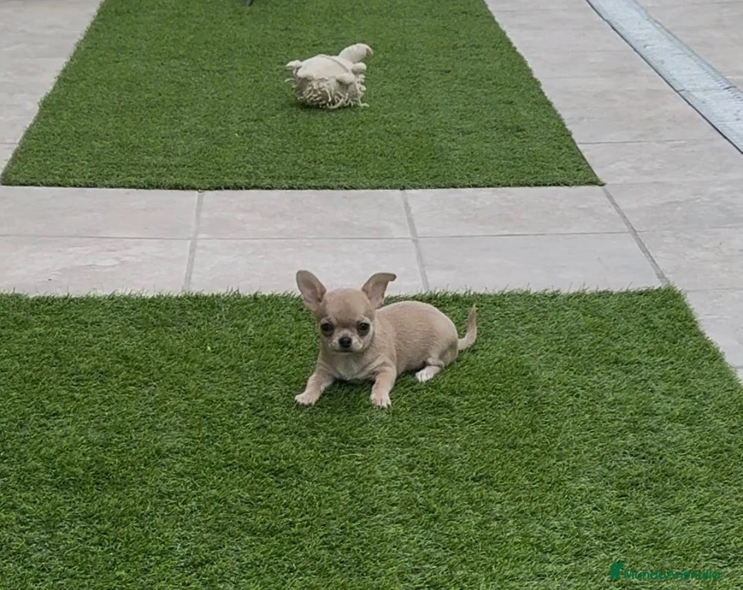 Chihuahua perros en venta: Princesita chihuahua lilac - Anuncio 2