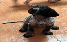 Braco Alemán de Pelo Corto perros en venta: Braco Alemán Macho - Imagen 2