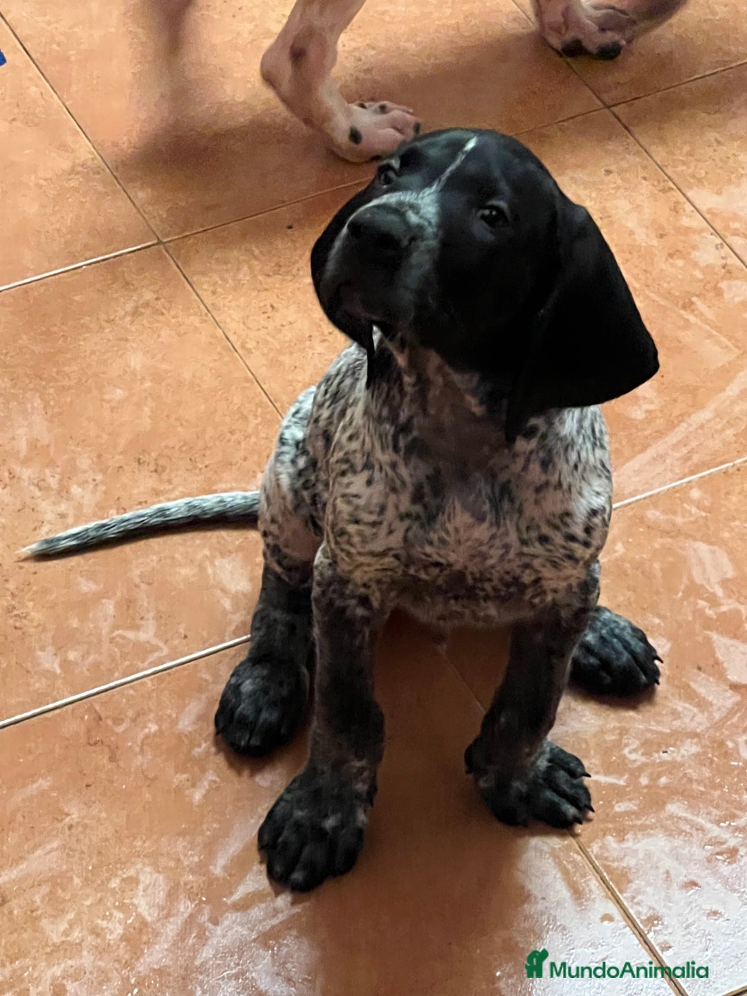 Braco Alemán de Pelo Corto perros en venta: Braco Alemán Macho - Imagen 2