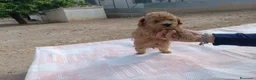 Caniche Toy perros en venta: CANICHES APRICOT TOY  - Anuncio 4