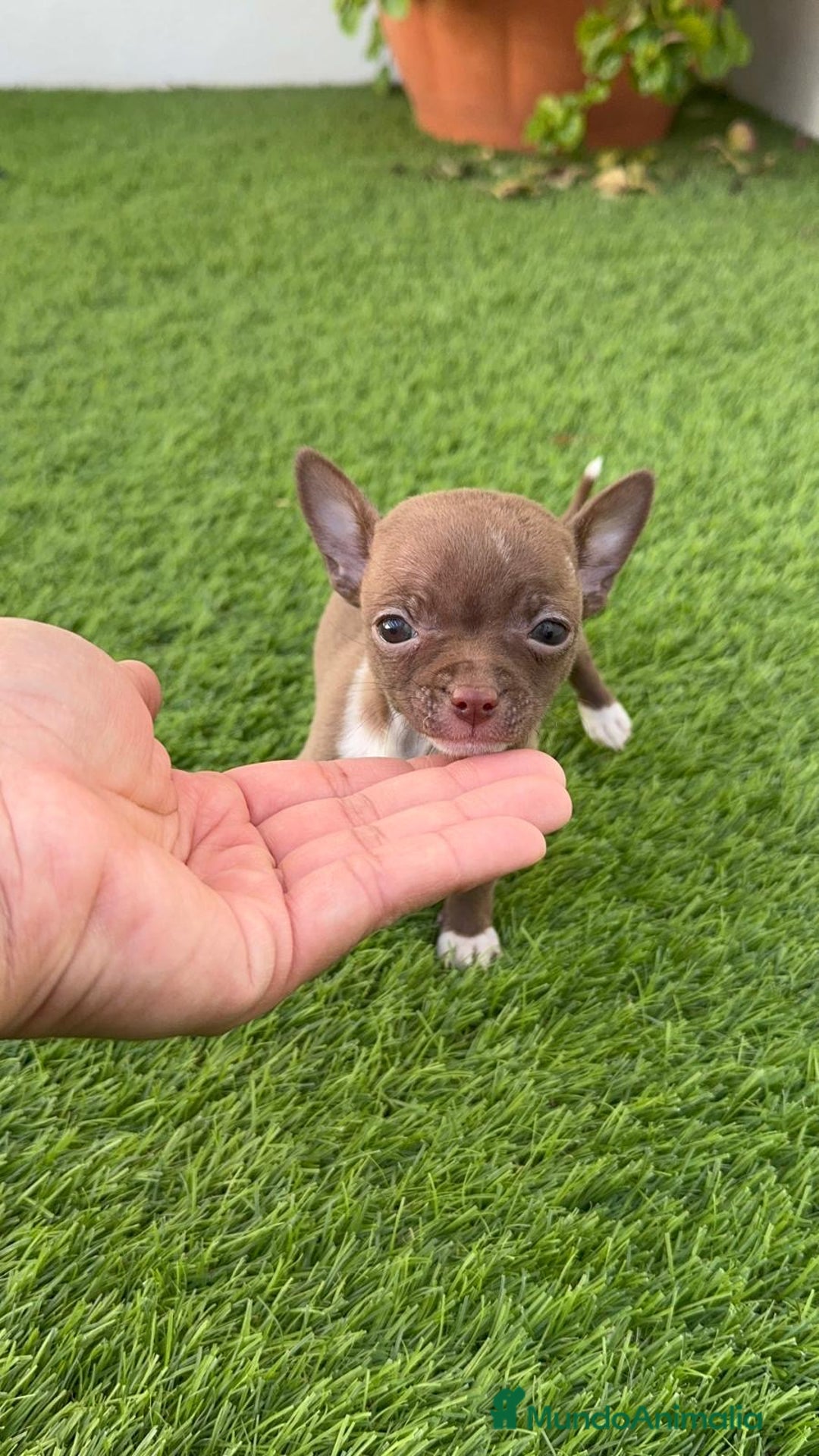 Chihuahua perros en venta: CHIHUAHUA HEMBRA - Anuncio 3