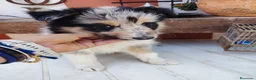 Collie de Pelo Largo perros en venta: Disponible hembra rough collie - Anuncio 3