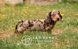 Teckel perros en venta: Teckel 🌭 Pequeños de patas, grandes de alma - Imagen 1