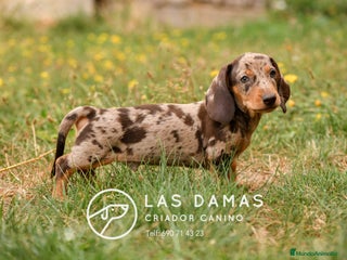 Teckel perros - Anuncio 4