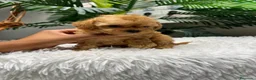 Caniche Toy perros en venta: CANICHE TOY - Anuncio 14