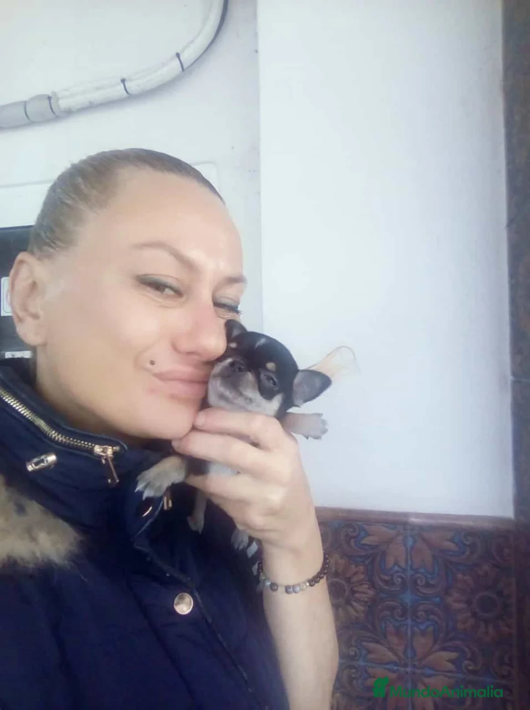 Chihuahua perros en venta: chihuahua de pelo largo y corto 👈👈👈🩷🐾 - Anuncio 8