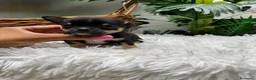 Chihuahua perros en venta: CHIHUAHUA  - Anuncio 9