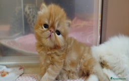 Persa gatos en venta: Gatita Persa Hembra Roja - Imagen 4
