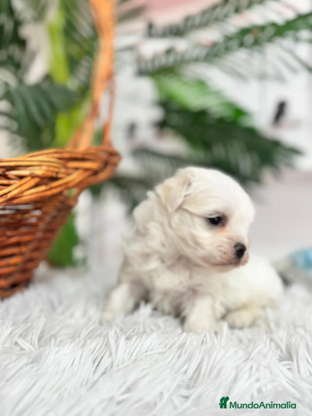 Bichón Maltés perros en venta: BICHON MALTES MACHO - Anuncio 8