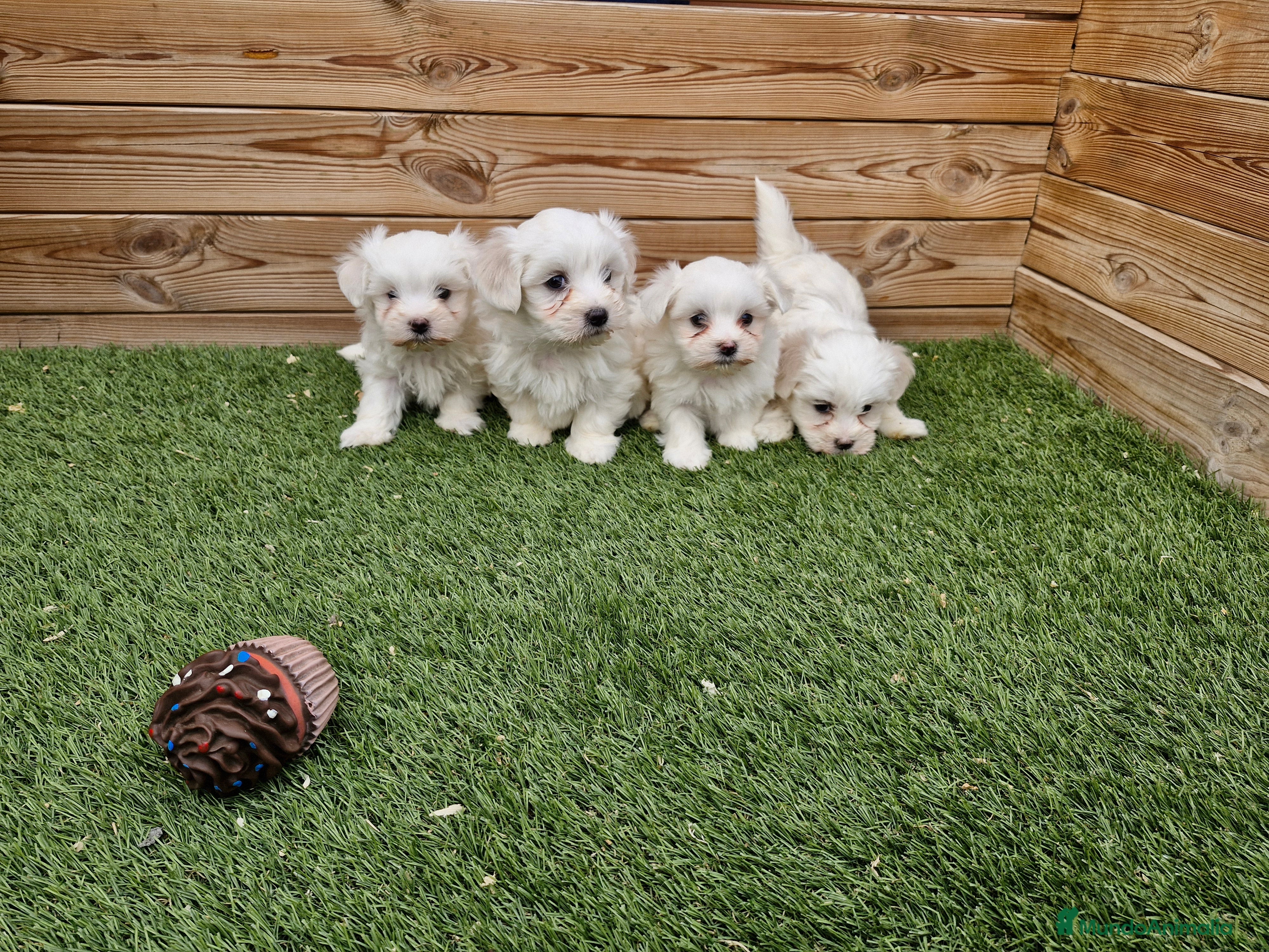 Bichón Maltés perros BICHON MALTES  en Barcelona - Anuncio 2
