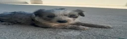 Border Collie perros en venta: BORDER COLLIE - Anuncio 15