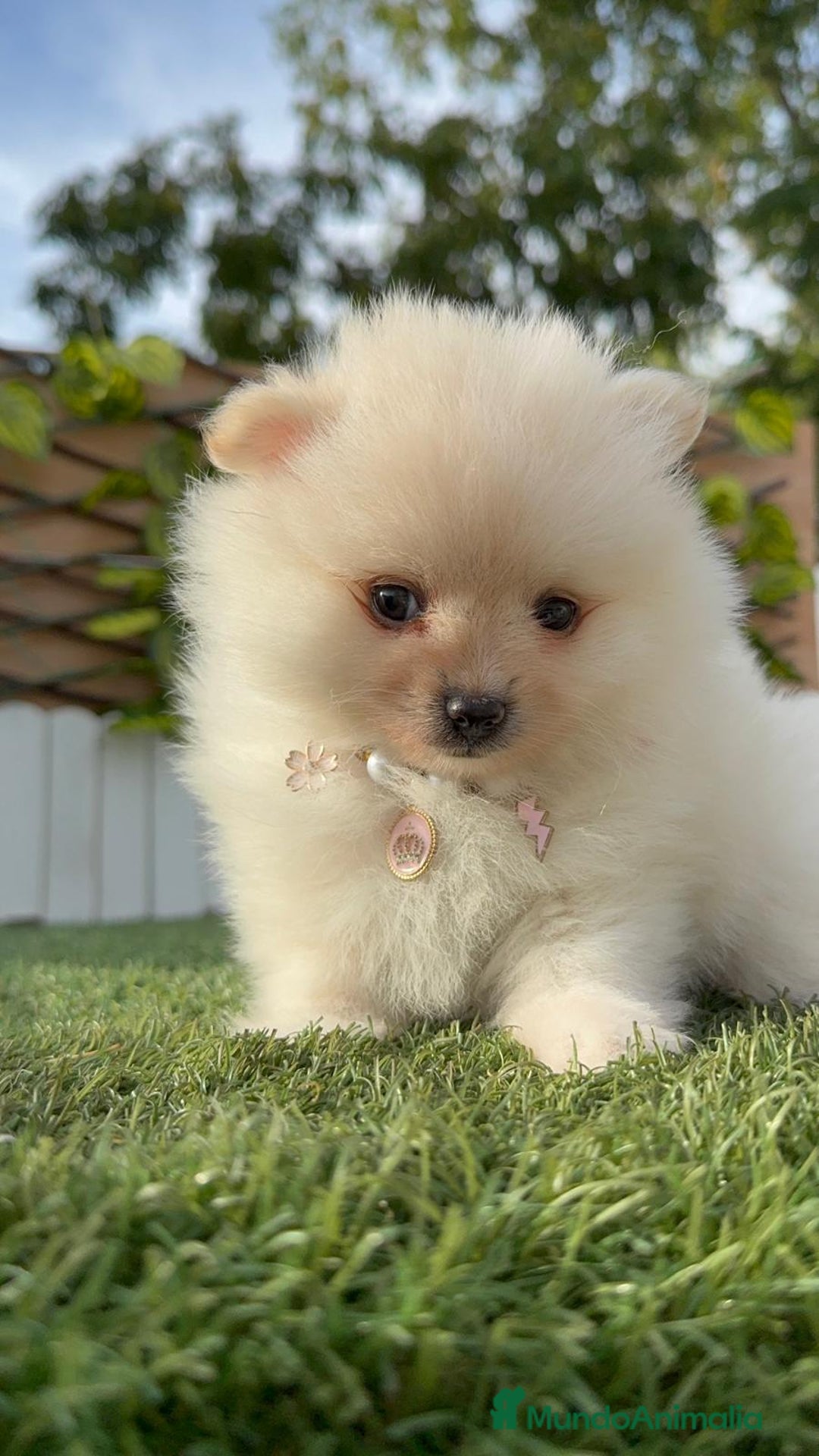 Pomerania perros en venta: POMERANIA HEMBRA - Imagen 14