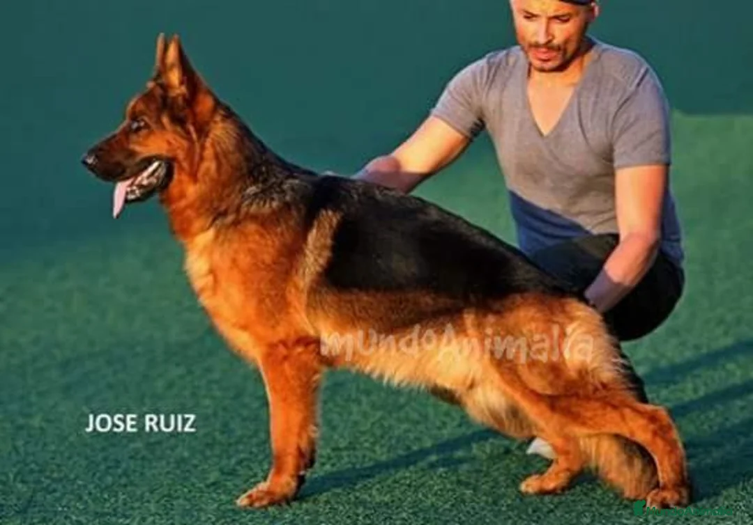 Imagen de galería {{count}}