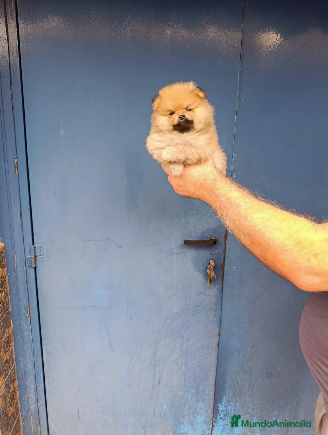 Pomerania perros en venta: Macho pomerania osito - Anuncio 4