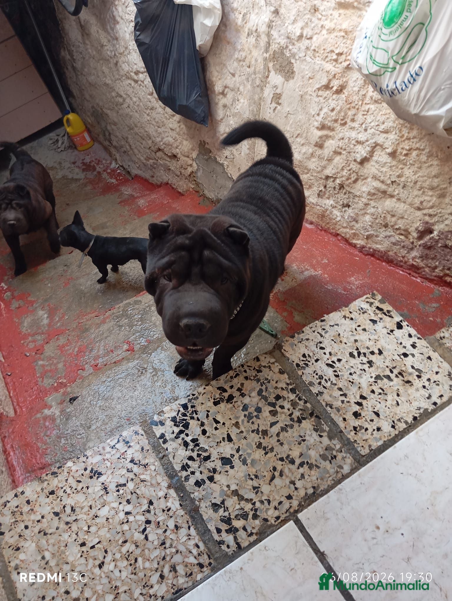 Shar Pei perros Shar pei americano disponible - Anuncio 1