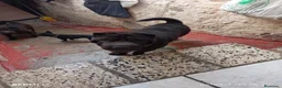 Shar Pei perros en venta: Shar pei americano disponible - Anuncio 1