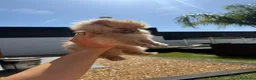Pomerania perros en venta: Pomerania toy - Anuncio 4