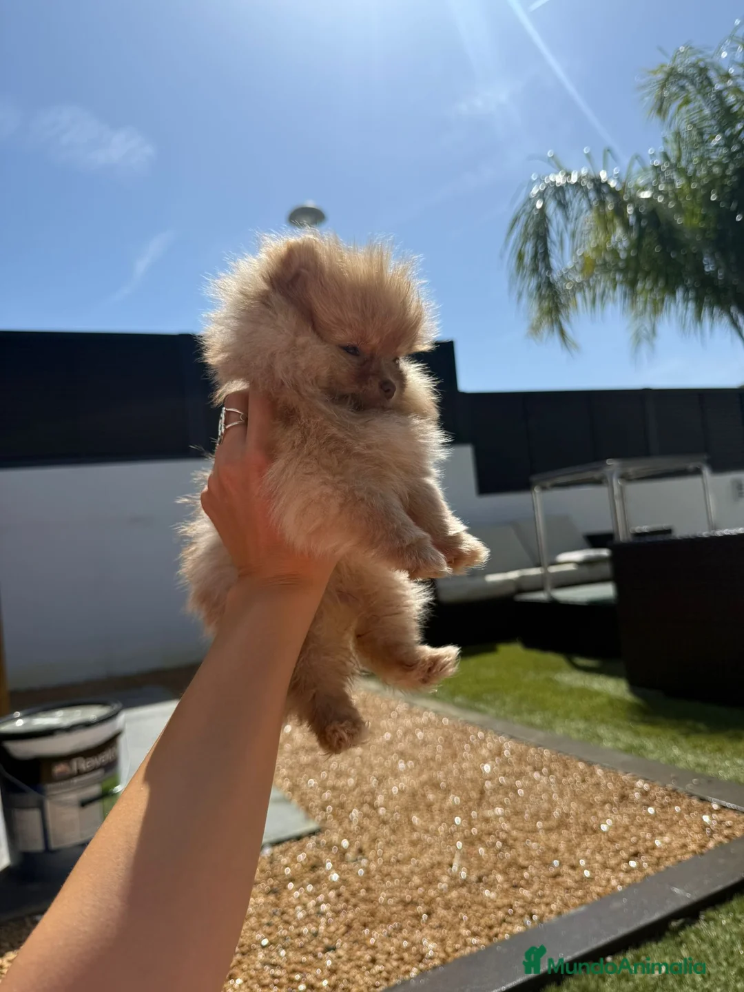 Pomerania perros en venta: Pomerania toy - Anuncio 4