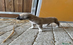 Mastín Español perros en venta: Mastina español  - Imagen 4