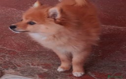 Pomerania perros en venta: Espectaculares cachorros de POMERANIA. en Madrid - Imagen 1