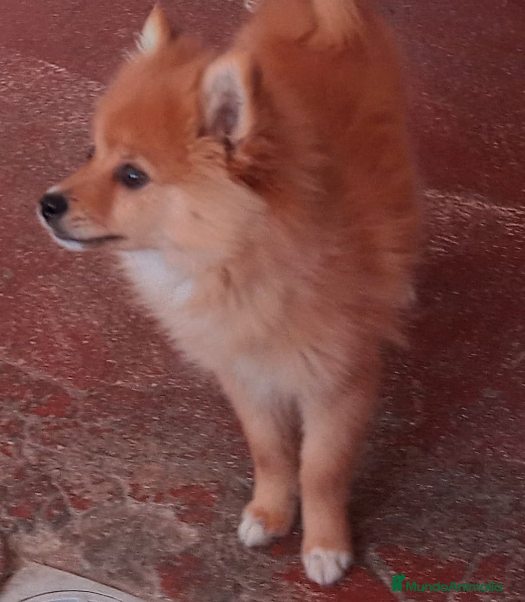 Pomerania perros en venta: Espectaculares cachorros de POMERANIA. en Madrid - Imagen 1