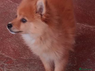 Pomerania perros Espectaculares cachorros de POMERANIA. en Madrid - Anuncio 2